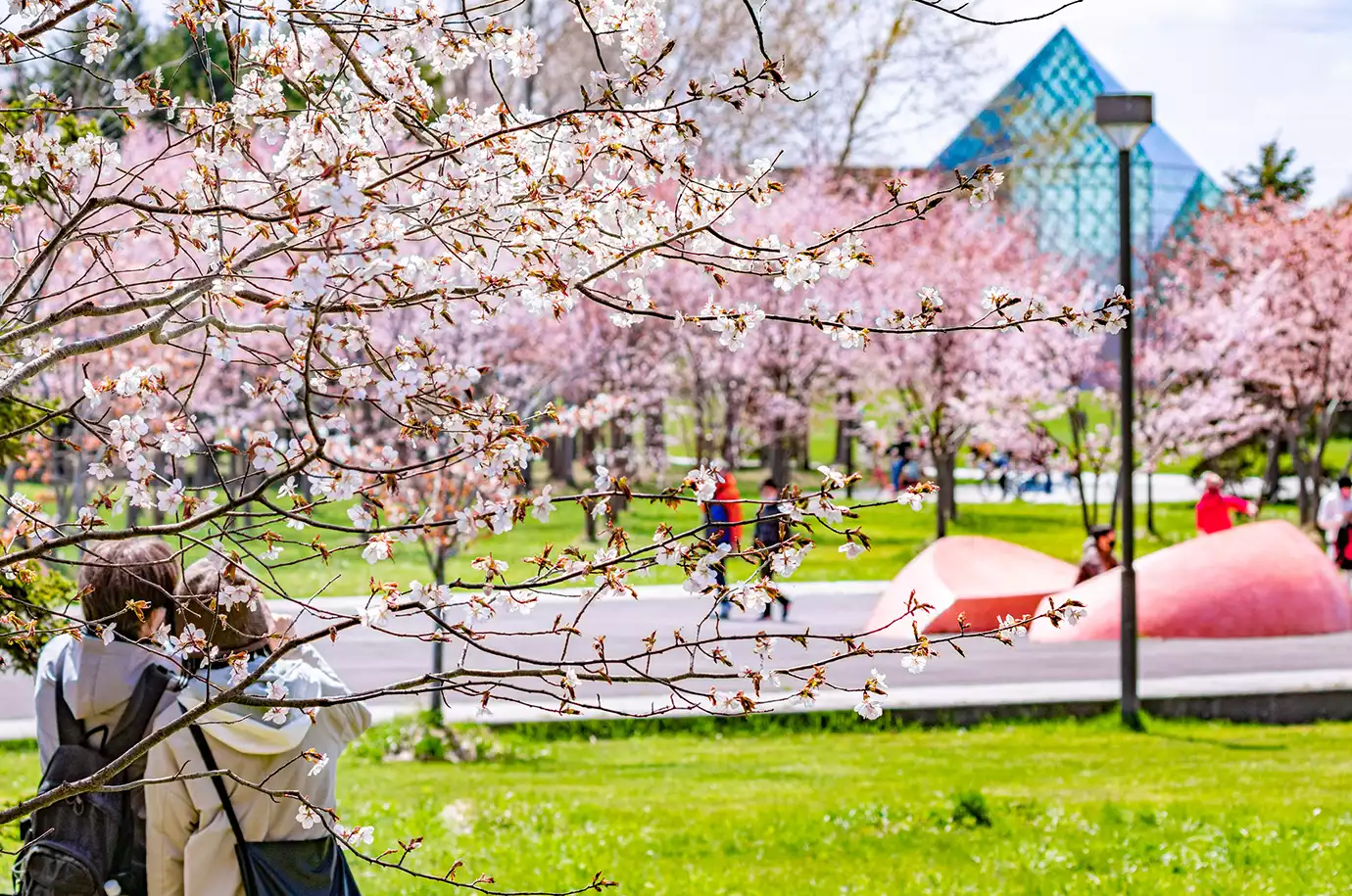 春の桜とモエレ沼公園の様子