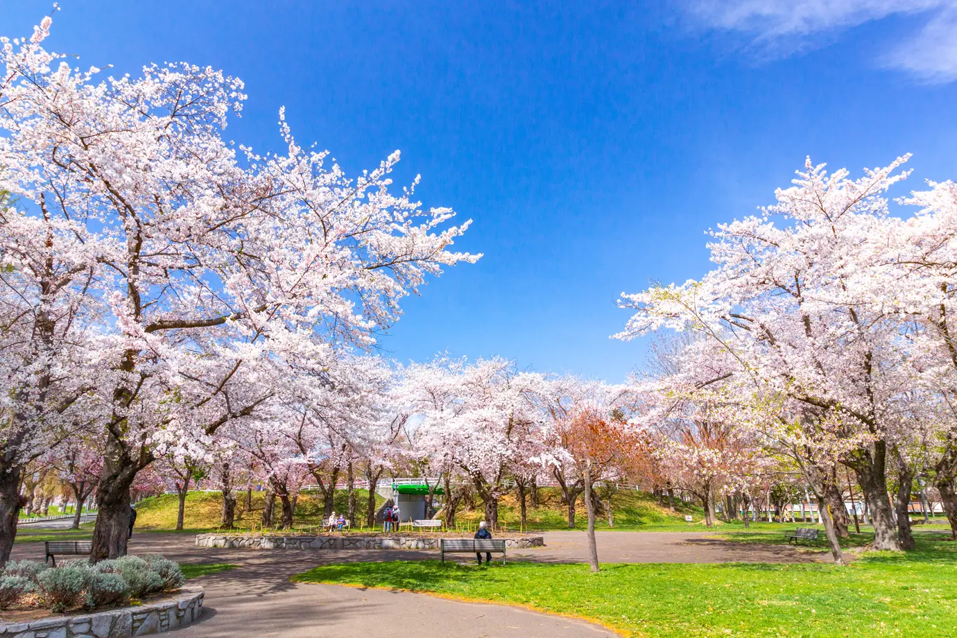 満開の桜咲き誇る農試公園の様子